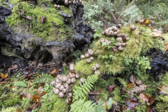 Pear Stäubling (Lycoperdon pyriforme), Emsland, Lower Saxony, Germany