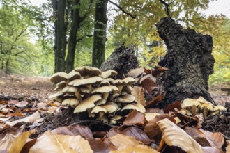 Green-leafed sulfur head (Hypholoma fasciculare) in beech forest, Emsland, Lower Saxony, Germany