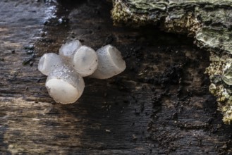 Gemeiner Buchenkreisling (Neobulgaria pura), Emsland, Lower Saxony, Germany