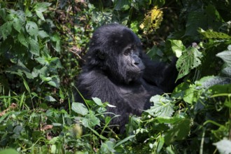 Mountain gorilla (Gorilla beringei beringei), among leaves, Bwindi Impenetrable Forest, Uganda