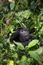 Mountain gorilla (Gorilla beringei beringei), among leaves, Bwindi Impenetrable Forest, Uganda