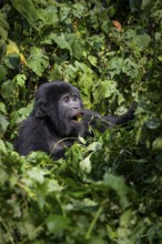 Mountain gorilla (Gorilla beringei beringei), eating leaves, Bwindi Impenetrable Forest, Uganda