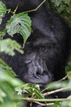 Mountain gorilla (Gorilla beringei beringei), adult male, silverback, animal portrait, among