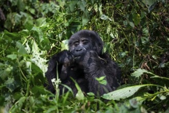Mountain gorilla (Gorilla beringei beringei), eating leaves, Bwindi Impenetrable Forest, Uganda