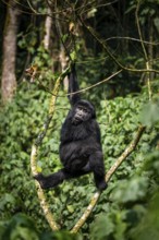 Mountain gorilla (Gorilla beringei beringei), young animal climbing in a tree, Bwindi Impenetrable