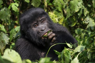 Mountain gorilla (Gorilla berengei berengei), Bwindi Impenetrable National Park, Uganda