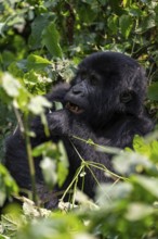 Mountain gorilla (Gorilla berengei berengei), Bwindi Impenetrable National Park, Uganda