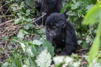 Young animal, mountain gorilla (Gorilla berengei berengei), Bwindi Impenetrable National Park,