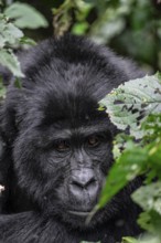 Silverback, animal portrait, mountain gorilla (Gorilla berengei berengei), Bwindi Impenetrable