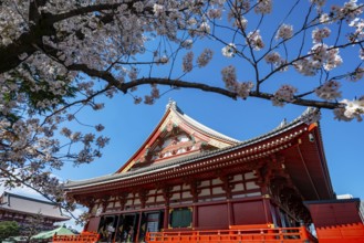 Cherry Blossoms and Red Temple, Buddhist Temple Complex, Japanese Cherry Blossom, Asakusa Shrine or