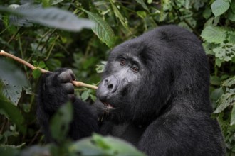 Mountain gorilla (Gorilla berengei berengei), Bwindi Impenetrable National Park, Uganda