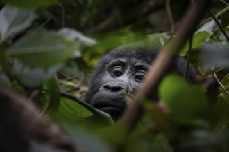 Young animal, mountain gorilla (Gorilla berengei berengei), Bwindi Impenetrable National Park,