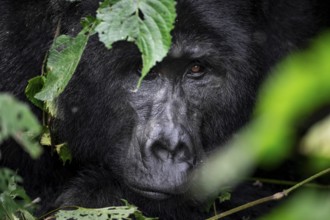 Silverback, animal portrait, mountain gorilla (Gorilla berengei berengei), Bwindi Impenetrable