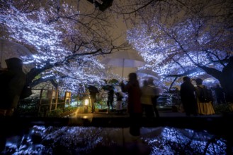 People walking under blooming illuminated cherry trees at night, Japanese cherry blossoms in