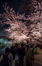 People walking under blooming illuminated cherry trees at night, Japanese cherry blossoms in