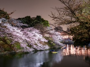 Chidorigafuchi Canal with rowboat in front of blooming illuminated cherry trees at night, castle