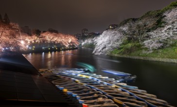 Rowing boats on Chidorigafuchi Canal, illuminated cherry trees blooming on the shore at night,