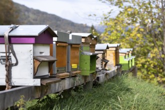 Apiary, bee houses in a row lined up. Beekeeping insects in housing. Producing honey in colourful
