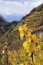 Terraced grape vineyards in autumn colours in the Rhone Valley. Colourful yellow orange image.