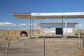 Lyman, Wyoming - A horse fills up at an abandoned gas station in southwestern Wyoming