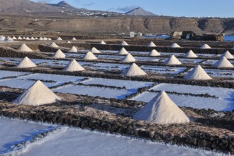 Small conical mounds of sea salt in historic saline for salt production Las Salinas de Janubio,