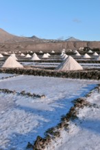 Small conical mounds of sea salt in historic saline for salt production Las Salinas de Janubio,