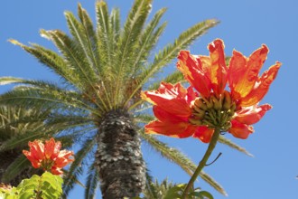 In front, red petals of African tulip tree (Spathodea campanulata) in the background green crown of