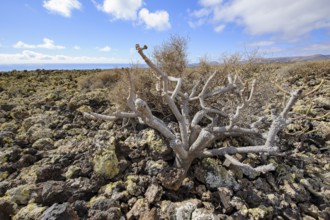 Lava landscape with lava rock volcanic rock from cold lava, dead dried tree bush in the foreground,