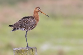 Blacktail (Limosa limosa), sitting room, on a fence post, snipe birds, wildlife, nature