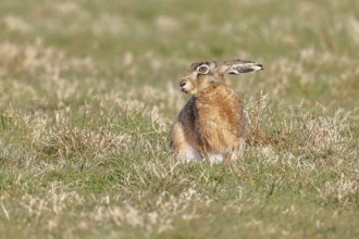 Brown hare (Lepus europaeus) sitting in a meadow, North Rhine-Westphalia, Germany