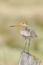 Blacktail (Limosa limosa), sitting room, on a fence post, snipe birds, wildlife, nature