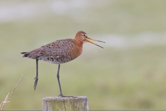 Blacktail (Limosa limosa), calling to sitting room, on a fence post, snipe birds, wildlife, nature
