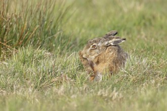 Brown hare (Lepus europaeus) sitting in a meadow and cleaning itself, North Rhine-Westphalia,
