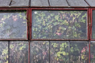 Abandoned greenhouse of a nursery, view of the completely overgrown interior, Lost Place,