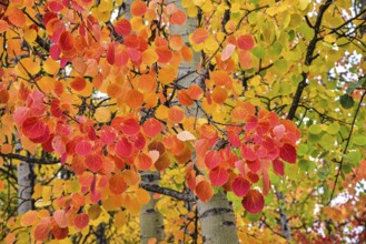 Aspen, (Populus tremula) in an urban park in Augsburg, administrative district of Swabia, Bavaria,