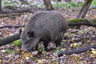 Wild boar (Sus scrofa), also known as wild boar, searching for food in a forest clearing in