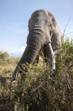 African elephant (Loxodonta africana) eats leaves, the famous Super Tusker elephant Craig, old male
