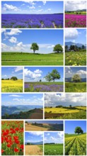 Collage of spring and summer landscapes, blooming flowers, green meadows and trees, hilly landscape