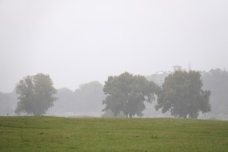 Morning fog in autumn, group of trees, Germany