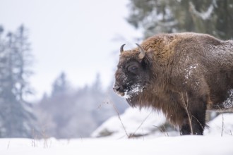 European bison (Bison bonasus) or Wisent standing on a meadow next to the forest in winter, snow,
