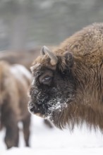 European bison (Bison bonasus) or Wisent portrait in winter, snow, Bavaria, Germany