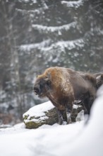 European bison (Bison bonasus) or Wisent standing on a meadow next to the forest in winter, snow,