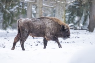 European bison (Bison bonasus) or Wisent walking on a meadow next to the forest in winter, snow,