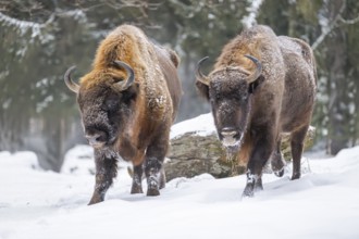 European bison (Bison bonasus) or Wisent standing on a meadow next to the forest in winter, snow,