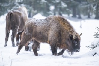 European bison (Bison bonasus) or Wisent walking on a meadow next to the forest in winter, snow,
