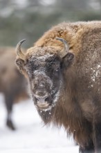 European bison (Bison bonasus) or Wisent portrait in winter, snow, Bavaria, Germany