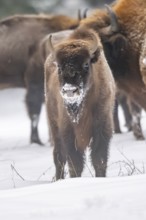 European bison (Bison bonasus) or Wisent standing on a meadow next to the forest in winter, snow,