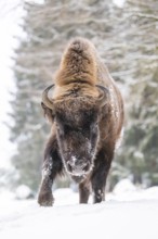 European bison (Bison bonasus) or Wisent walking on a meadow next to the forest in winter, snow,