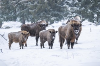 European bison (Bison bonasus) or Wisent standing on a meadow next to the forest in winter, snow,