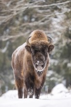 European bison (Bison bonasus) or Wisent standing on a meadow next to the forest in winter, snow,